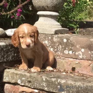 Photo №2 to announcement № 63946 for the sale of clumber spaniel - buy in United States 