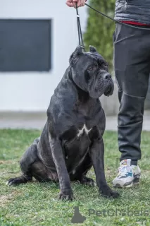 Additional photos: Cane Corso puppies