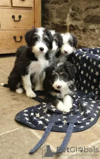 Photo №3. Bearded Collie x Border Collie Pups. Croatia