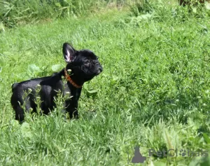 Additional photos: French bulldog puppy, female show class FCI