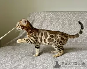 Photo №2 to announcement № 121056 for the sale of bengal cat - buy in Russian Federation from nursery