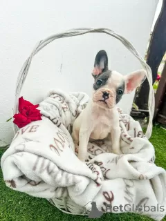 Additional photos: French bulldog puppies