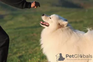 Additional photos: It is proposed to mate a Samoyed male.