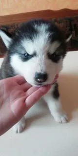 Additional photos: Husky puppies