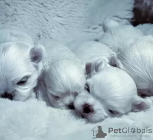 Photo №3. KC Korean Maltese puppies. United States