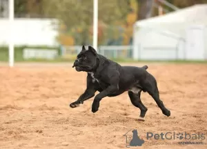 Photo №3. Cane corso puppies. Russian Federation