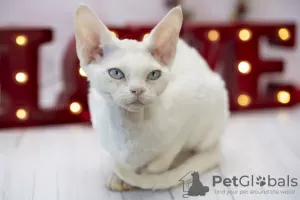 Photo №2 to announcement № 41545 for the sale of devon rex - buy in United States breeder