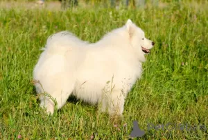 Additional photos: It is proposed to mate a Samoyed male.