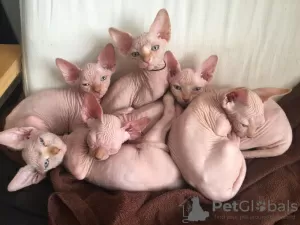 Photo №3. Welcoming Sphynx kittens. France