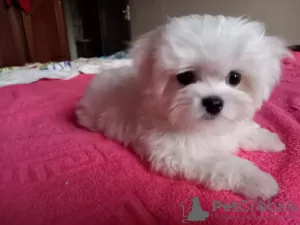 Photo №1. maltese dog - for sale in the city of Tashkent | 500$ | Announcement № 109273