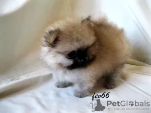 Photo №1. pomeranian - for sale in the city of Москва | 640$ | Announcement № 7831