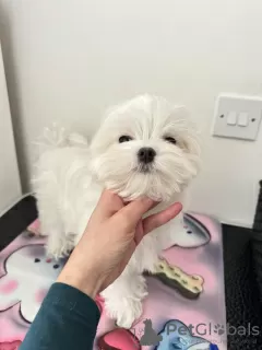 Additional photos: Gorgeous Maltese Puppies