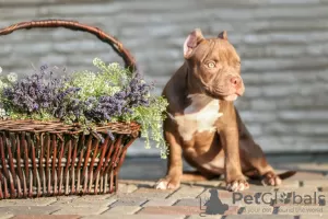 Additional photos: American Bully