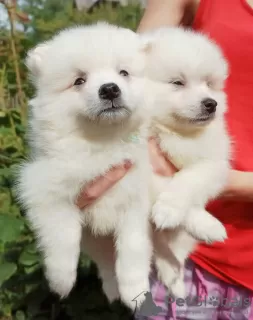 Additional photos: Japanese Spitz puppies