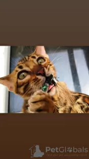 Additional photos: bengal kittens