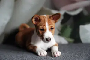 Photo №3. Basenji puppies. Belarus