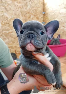 Photo №2 to announcement № 34718 for the sale of french bulldog - buy in Russian Federation from nursery