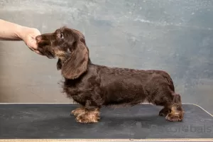 Additional photos: Miniature Wirehaired Dachshund Puppy