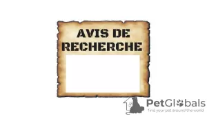 Photo №1. german spitz, yorkshire terrier - for sale in the city of Paris | Is free | Announcement № 9711