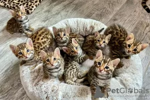 Photo №1. bengal cat - for sale in the city of Братислава | 264$ | Announcement № 117060