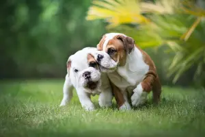 Photo №1. american bulldog - for sale in the city of Minsk | 225$ | Announcement № 318