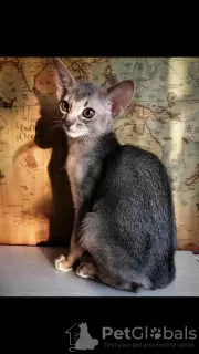 Photo №2 to announcement № 8305 for the sale of abyssinian cat - buy in Russian Federation from nursery