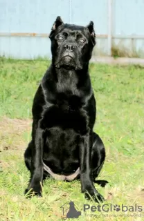 Photo №4. I will sell cane corso in the city of Tver. private announcement - price - 414$