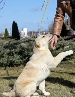 Photo №3. Puppies alabaychiki.. Belarus