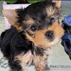 Photo №1. yorkshire terrier - for sale in the city of Yorba Linda | negotiated | Announcement № 107704