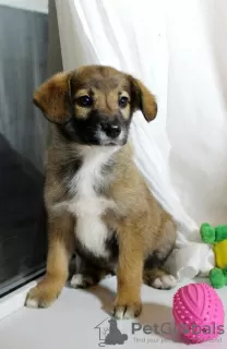 Photo №3. Strong, outgoing and friendly puppy Nastasya is looking for a home.. Russian Federation