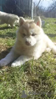 Additional photos: Siberian husky puppies rare isabella color