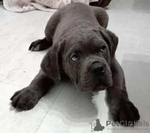 Additional photos: Cane Corso puppies