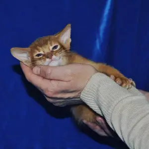 Photo №1. abyssinian cat - for sale in the city of Kingisepp | 467$ | Announcement № 2657