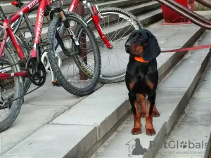 Additional photos: Polish Hunting Dog of the Polish Kennel Club FCI