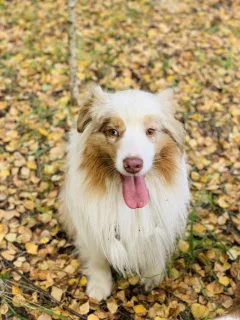 Additional photos: OFFERED FOR KNITTING A MALESTER OF AUSTRALIAN SHEPHERD DOG!