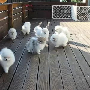 Photo №2 to announcement № 126330 for the sale of pomeranian - buy in Germany private announcement