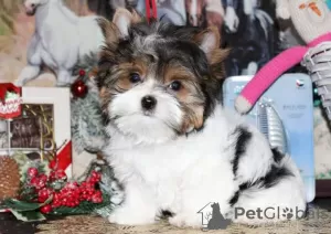 Photo №2 to announcement № 125797 for the sale of shih tzu - buy in Switzerland 