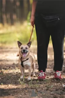 Additional photos: Little dog Suri is in good hands.