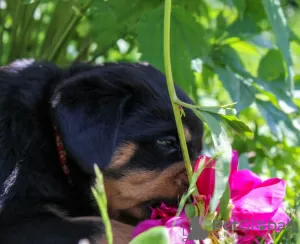 Additional photos: Rottweiler puppy - Victory Tanarotti