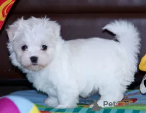 Photo №3. Beautiful Maltese puppies. Germany