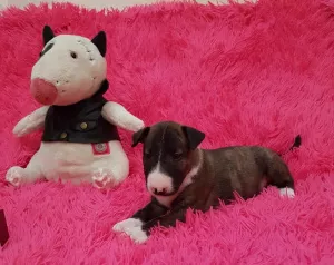 Additional photos: Standard bull terrier. Puppies