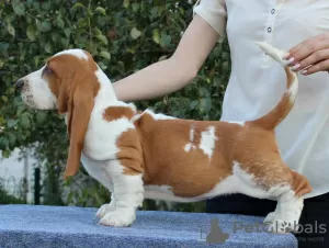 Additional photos: Basset hound