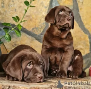 Photo №1. labrador retriever - for sale in the city of Warsaw | 845$ | Announcement № 63324