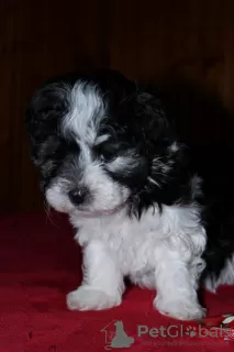 Additional photos: Havana Bichon (Havanese)