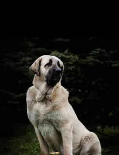 Photo №3. Spanish mastiff puppies. Ukraine