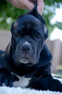 Photo №1. cane corso - for sale in the city of Krasnodar | negotiated | Announcement № 3323