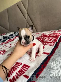 Additional photos: French bulldog puppies