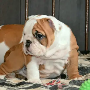 Photo №1. english bulldog - for sale in the city of Novorossiysk | 779$ | Announcement № 1468