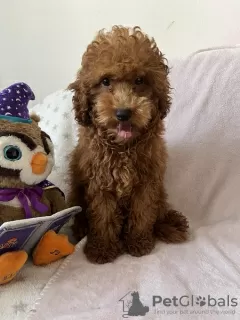 Photo №4. I will sell poodle (toy) in the city of Нови Сад.  - price - 845$