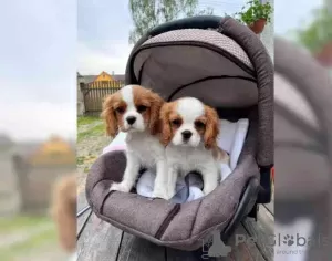 Photo №3. Beautiful Cavalier King Charles Spaniel puppies... United States